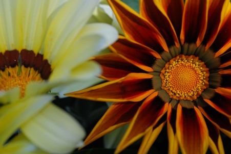 Copyright  GPh