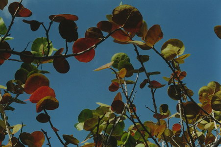 Copyright  GPh